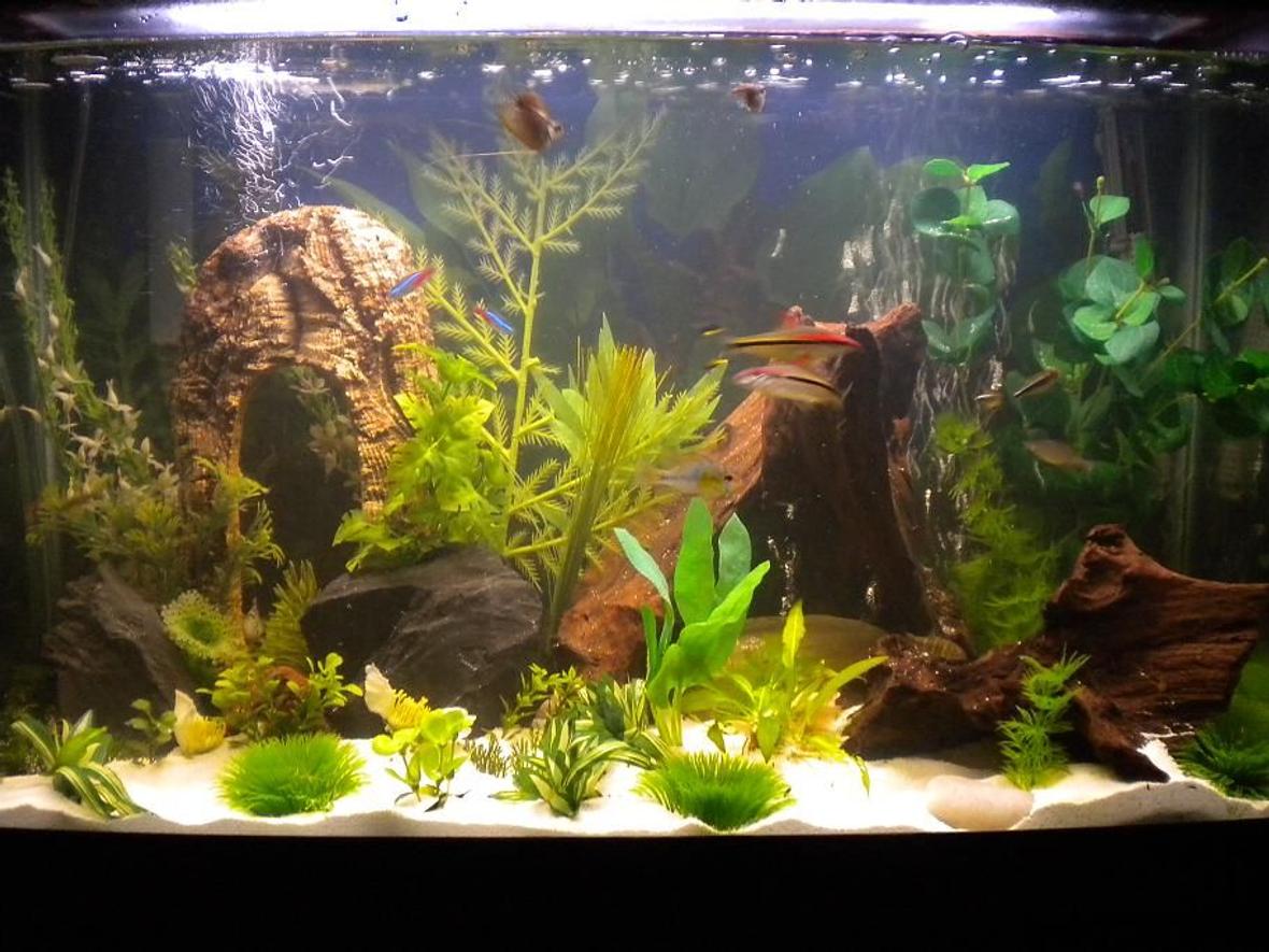 29 gallons freshwater fish tank (mostly fish and non-living decorations) - 29 Gal Community Tank