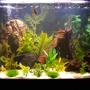 29 gallons freshwater fish tank (mostly fish and non-living decorations) - 29 Gal Community Tank