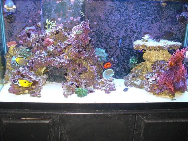 90 gallons reef tank (mostly live coral and fish) - tank after 1 year about 15 corals and 8 fish.