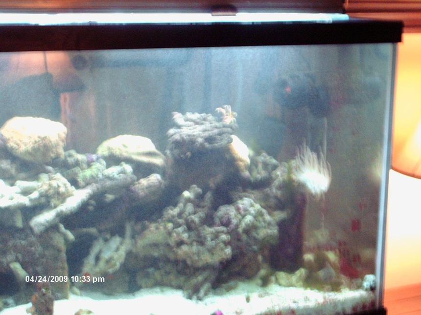 Rated #91: Corals Inverts Stocking In 120 Gallons Tank - be kind its only been going for a month now