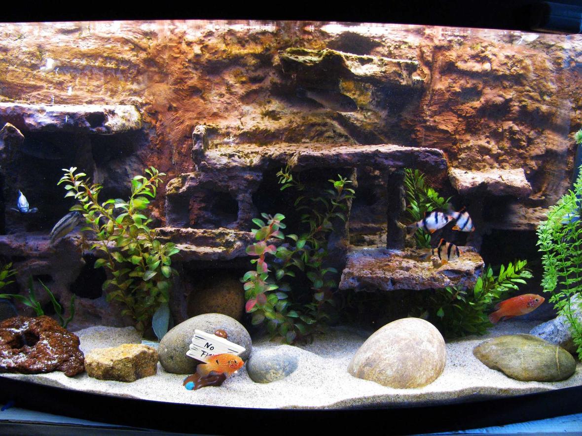 72 gallons freshwater fish tank (mostly fish and non-living decorations) - My fish tank