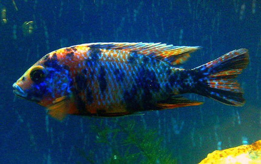 Rated #101: Freshwater Fish - Aulonocara Nyassae Var. - Peacock Cichlid, Orange Blossom Stocking In 57 Gallons Tank - Aulonacara Marble Peacock - 'Pickle'