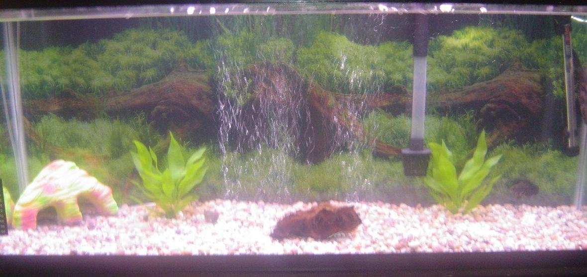 55 gallons freshwater fish tank (mostly fish and non-living decorations) - 55 gallon freshwater tank. Large bubble screen under rocks, small drift wood two artificial plants. The gravel is natural and the filter is a 30-60. Fish in the tank, 1 trinidad pleco and 1 small tiger oscar.