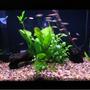 30 gallons planted tank (mostly live plants and fish) - my planted 30 gallon community fish tank