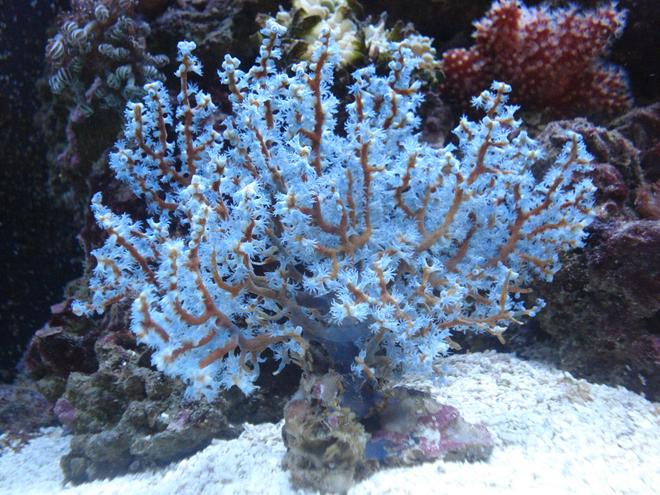 corals inverts - acalycigorgia sp. - blue sea fan stocking in 30 gallons tank - Blue Gorgonia