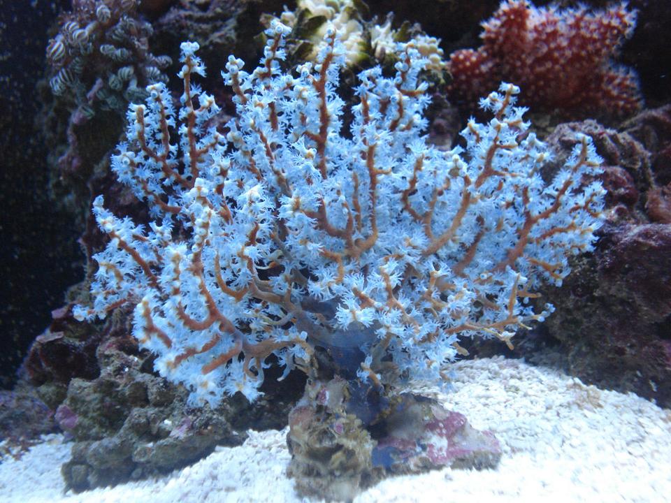 corals inverts - acalycigorgia sp. - blue sea fan stocking in 30 gallons tank - Blue Gorgonia