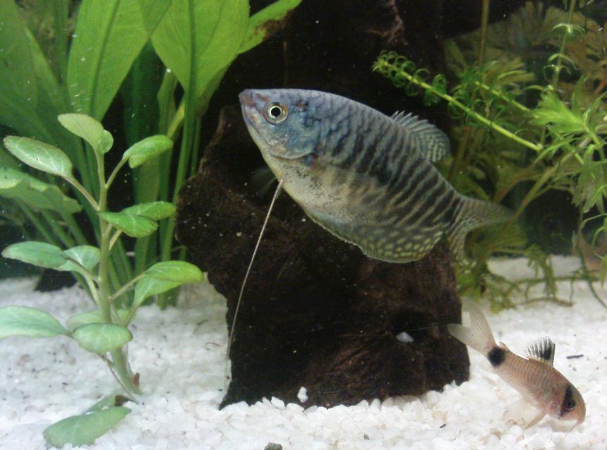 Rated #42: Freshwater Fish - Trichogaster Trichopterus - Opaline Gourami Stocking In 10 Gallons Tank - favorite pic