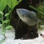 freshwater fish - trichogaster trichopterus - opaline gourami stocking in 10 gallons tank - favorite pic