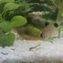 freshwater fish - corydoras panda - panda cory cat stocking in 10 gallons tank - ..