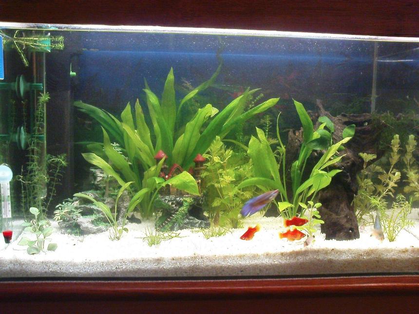 Rated #2427: 10 Gallons Freshwater Fish Tank - fish tank...mine!