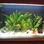 10 gallons freshwater fish tank (mostly fish and non-living decorations) - fish tank...mine!