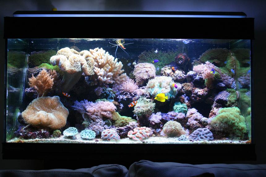 Rated #8: 110 Gallons Reef Tank - 110g reef