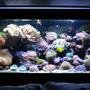 110 gallons reef tank (mostly live coral and fish) - 110g reef