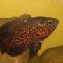 freshwater fish - astronotus ocellatus - tiger oscar stocking in 40 gallons tank - oscar fish it's name is oscar