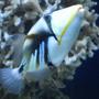 saltwater fish - rhinecanthus aculeatus - humu picasso triggerfish stocking in 75 gallons tank - My Huma Huma