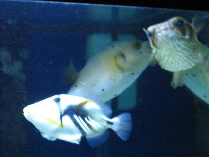saltwater fish - rhinecanthus aculeatus - humu picasso triggerfish stocking in 75 gallons tank - Three Amigos