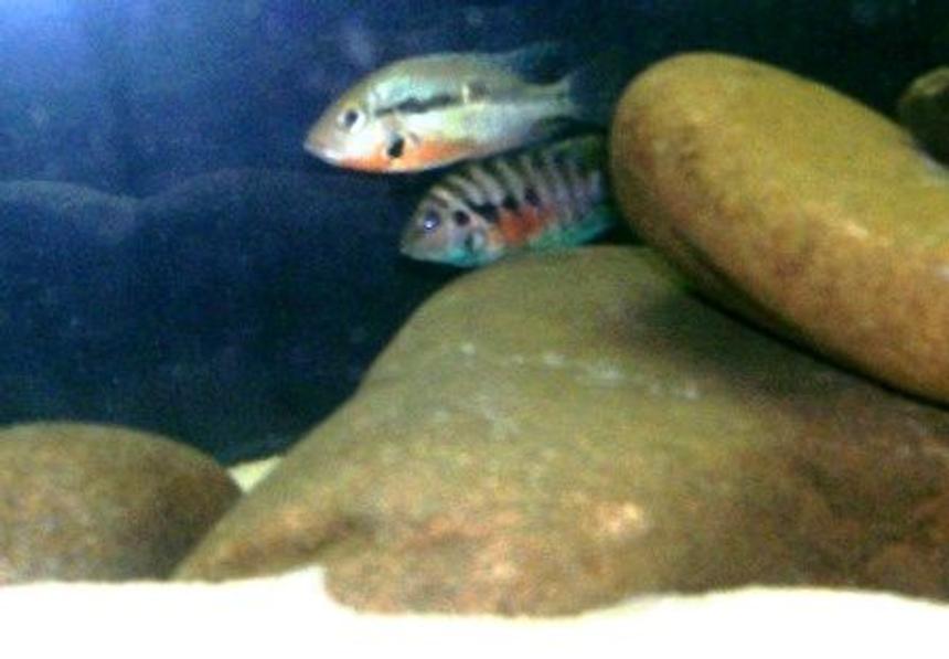 Rated #198: Freshwater Fish - Thorichthys Meeki - Firemouth Cichlid - New World Cichlids