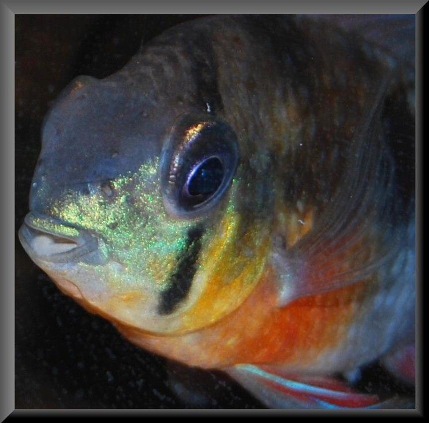 Rated #32: Freshwater Fish - Microgeophagus Altispinosa - Bolivian Ram Stocking In 52 Gallons Tank - 3+yr old Bolivian Ram from my 90L Tank