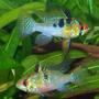 freshwater fish - papiliochromis ramirezi - german blue ram stocking in 320 gallons tank - A pair of my Blue Rams