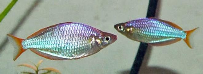 freshwater fish - melanotaenia praecox - praecox rainbow stocking in 320 gallons tank - Aussie dwarf neon Rainbows(Melanotaenia praecox)