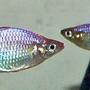 freshwater fish - melanotaenia praecox - praecox rainbow stocking in 320 gallons tank - Aussie dwarf neon Rainbows(Melanotaenia praecox)