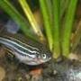 freshwater fish - danio rerio - zebra danio stocking in 40 gallons tank - just got it on may 6th 2009