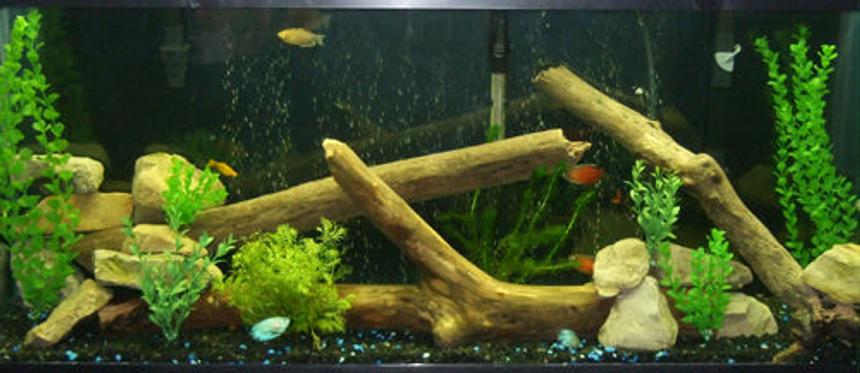 Rated #2703: 55 Gallons Freshwater Fish Tank - 55 Gallon Freshwater Tank with driftwood and rocks from the Maumee River