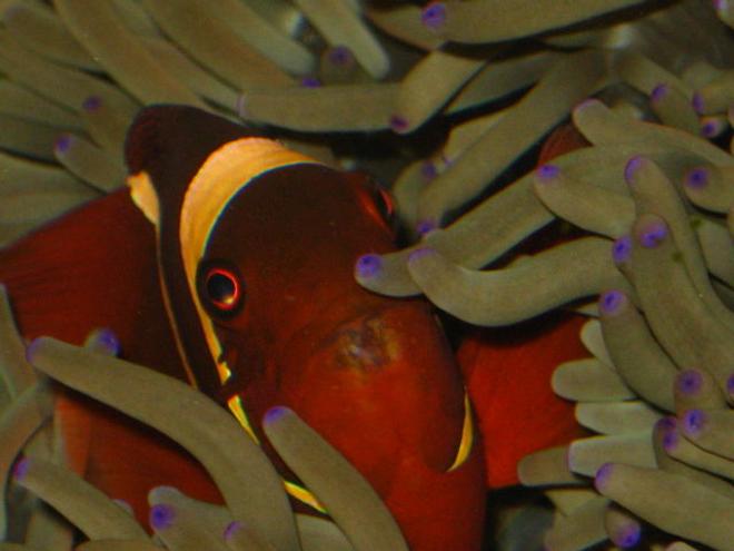 saltwater fish - premnas biaculeatus - maroon clownfish stocking in 90 gallons tank - Maroon in a Magnificent Anemone
