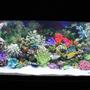 75 gallons saltwater fish tank (mostly fish, little/no live coral) - new pic