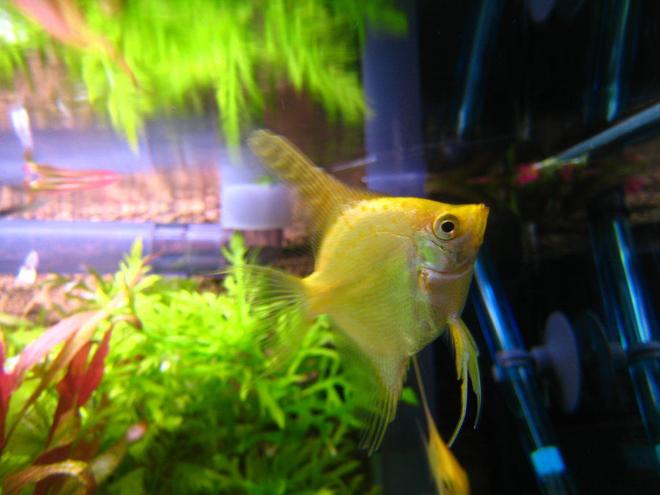 freshwater fish - pterophyllum sp. - gold veil angel stocking in 32767 gallons tank - an angelfish^^