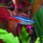 freshwater fish - paracheirodon innesi - neon tetra jumbo stocking in 32767 gallons tank - a neon tetra^^