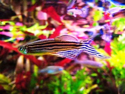 freshwater fish - danio rerio - zebra danio stocking in 32767 gallons tank - a zebra danio^^