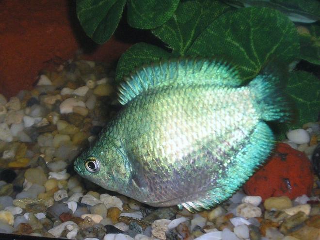 freshwater fish - colisa lalia - powder blue dwarf gourami stocking in 20 gallons tank - Flora
Female Dwarf Gourami, Colisa Lalia