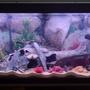 fish tank picture - african chiclid tank with small seperate fry tank at the back containing 2 x blue zebra fry