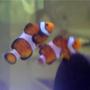 saltwater fish - amphiprion ocellaris - ocellaris clownfish stocking in 20 gallons tank - Occelaris Clowns, exploring their new home!