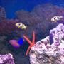 fish tank picture - Clowns, wrasse, blenny, damsel and starfish