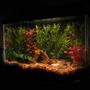 5 gallons freshwater fish tank (mostly fish and non-living decorations) - angled view