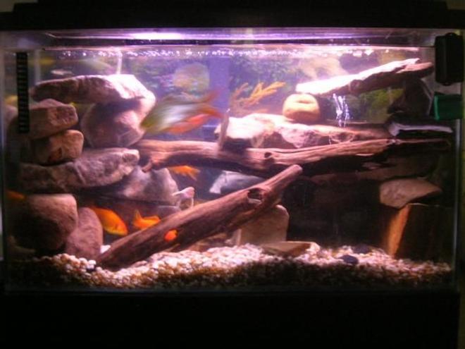 40 gallons freshwater fish tank (mostly fish and non-living decorations) - 40 gal