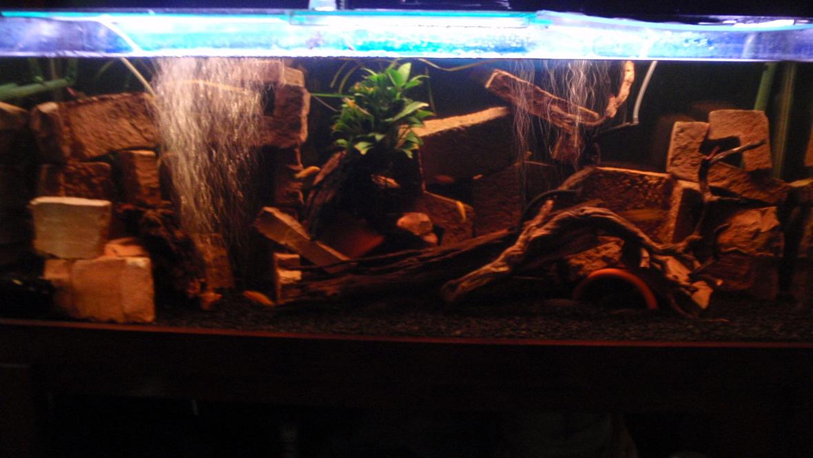 42 gallons freshwater fish tank (mostly fish and non-living decorations) - Freshwater Tank, Rusty/Outback theme with Driftwood and Terra-cotta caves.