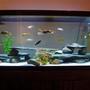 75 gallons freshwater fish tank (mostly fish and non-living decorations) - 75gal Cichlid Tank