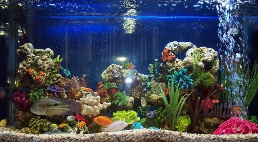 Rated #280: Freshwater Fish - Aequidens Rivulatus - Green Terror Stocking In 55 Gallons Tank - 55g