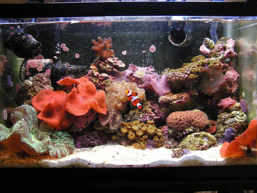 Rated #36: 10 Gallons Reef Tank - Recent FTS of my ten gallon nano.
