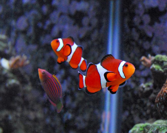 saltwater fish - amphiprion ocellaris - ocellaris clownfish stocking in 29 gallons tank - My fish are photogenic...but I need a macro lens like crazy. They pose for me...as you see. :)