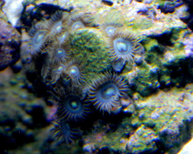 corals inverts - zoanthus sp. - colony polyp stocking in 29 gallons tank - My true blue zoas...yes they really are that blue, under 50/50 lighting at that. :)