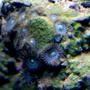 corals inverts - zoanthus sp. - colony polyp stocking in 29 gallons tank - My true blue zoas...yes they really are that blue, under 50/50 lighting at that. :)
