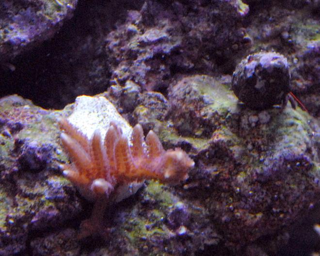 corals inverts - acropora sp. - acropora coral stocking in 29 gallons tank - I got this coral in January 2009 for FREE. It was given to me by the owner of my lfs. He said I could have it because he highly doubted it would ever grow. Well...when I got it, it was the size of one of the fingers on it now.....Its turned out to be one of my favorites!