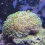 corals inverts - galaxea spp. - tooth coral stocking in 29 gallons tank - This is my galaxy coral that I aquired for helping out at the lfs. Help out.......get free stuff. Awesome coral and LOVES to eat. It doesnt open up like the mother colony does....but I think it will with time.