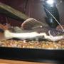 freshwater fish - phractocephalus hemioliopterus - redtail cat stocking in 90 gallons tank - Nice Shot of my redtail