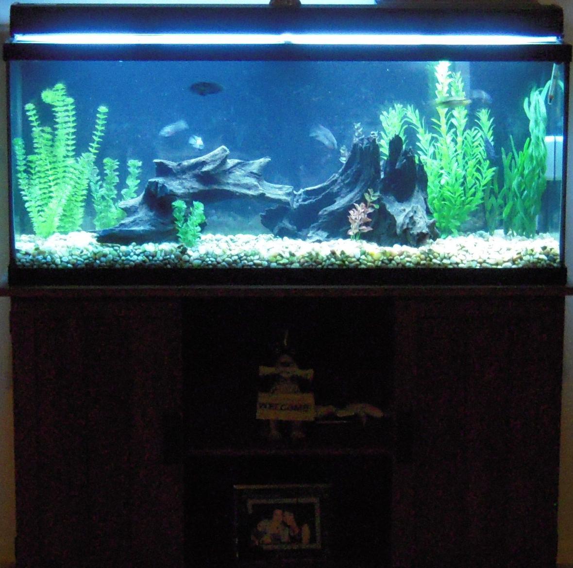 55 gallons freshwater fish tank (mostly fish and non-living decorations) - Freshwater Fish Tank