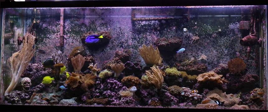 Rated #88: 220 Gallons Reef Tank - 220g